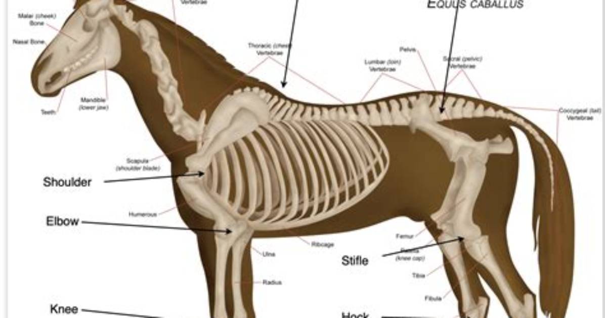 Equine Biology Explained Verified Veterinary Measurements And
