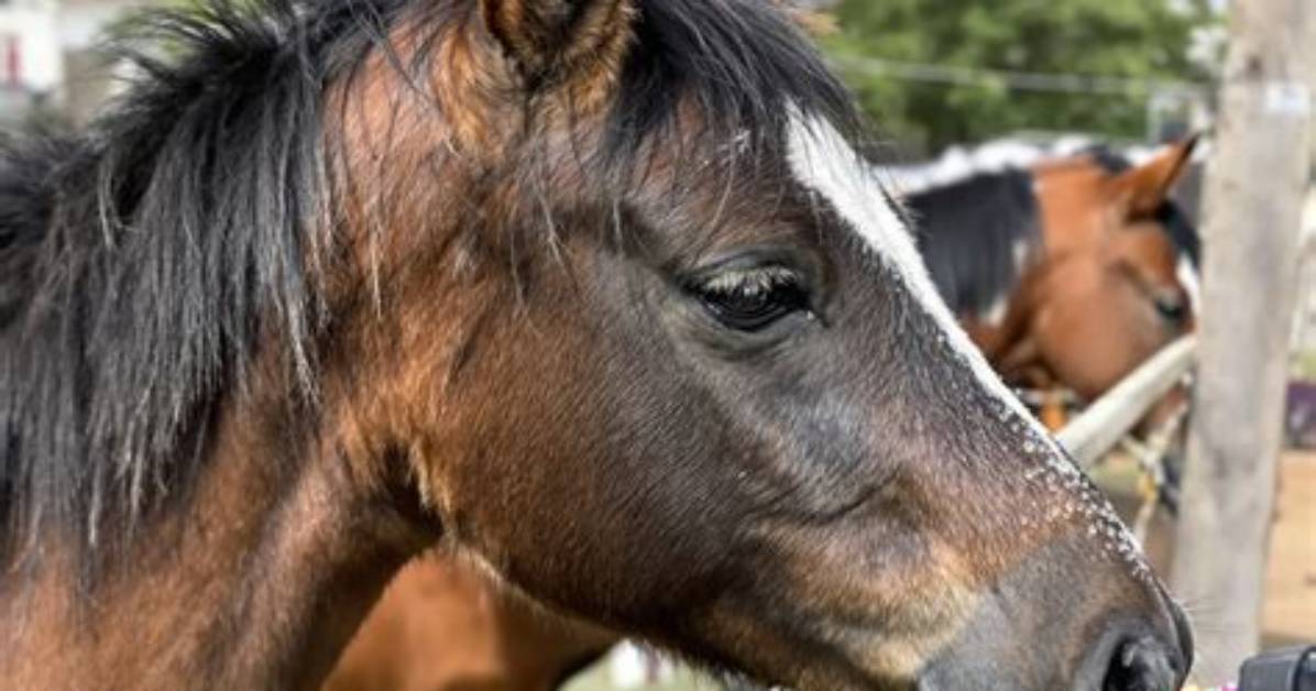 Equine Crossbreeding Explained the Complete Guide to How Horses And