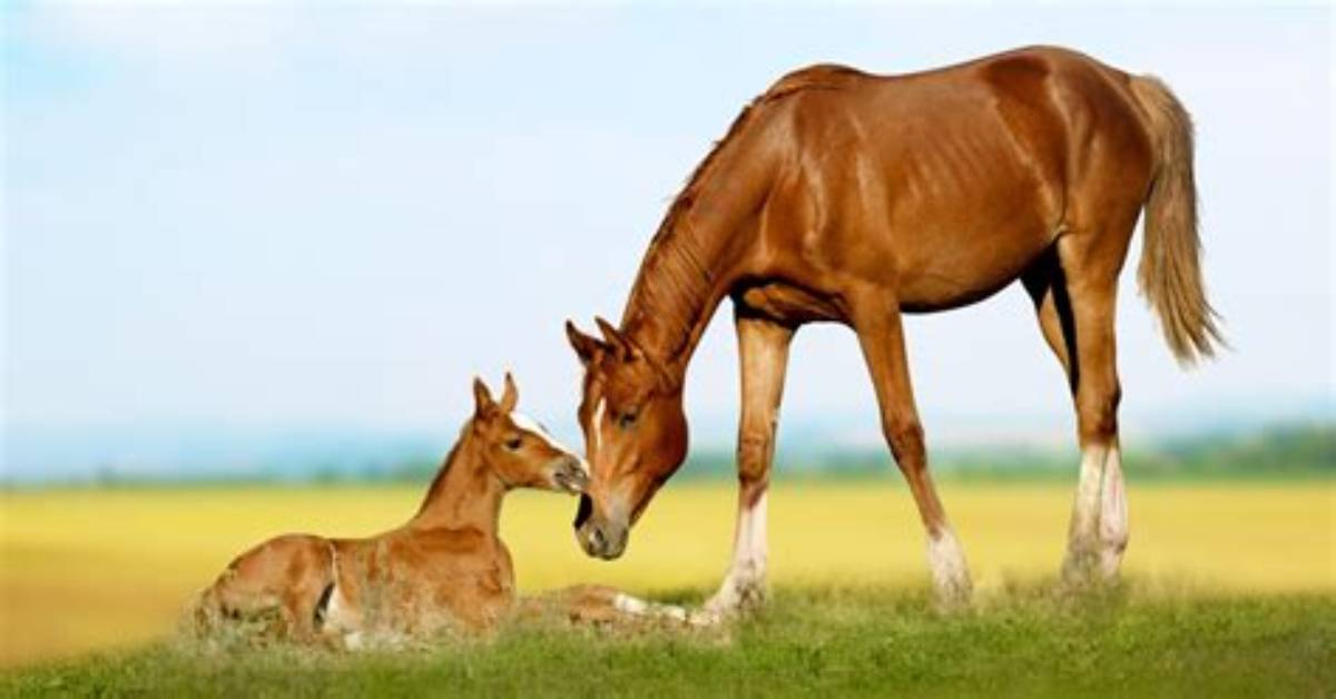 Equine Interspecies Breeding Fact Check Fertility Health And