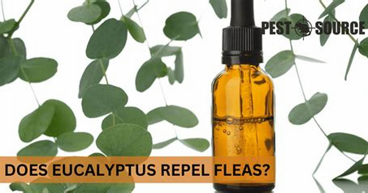 Eucalyptus vs Fleas What Scientific Lab Tests and Pest Experts
