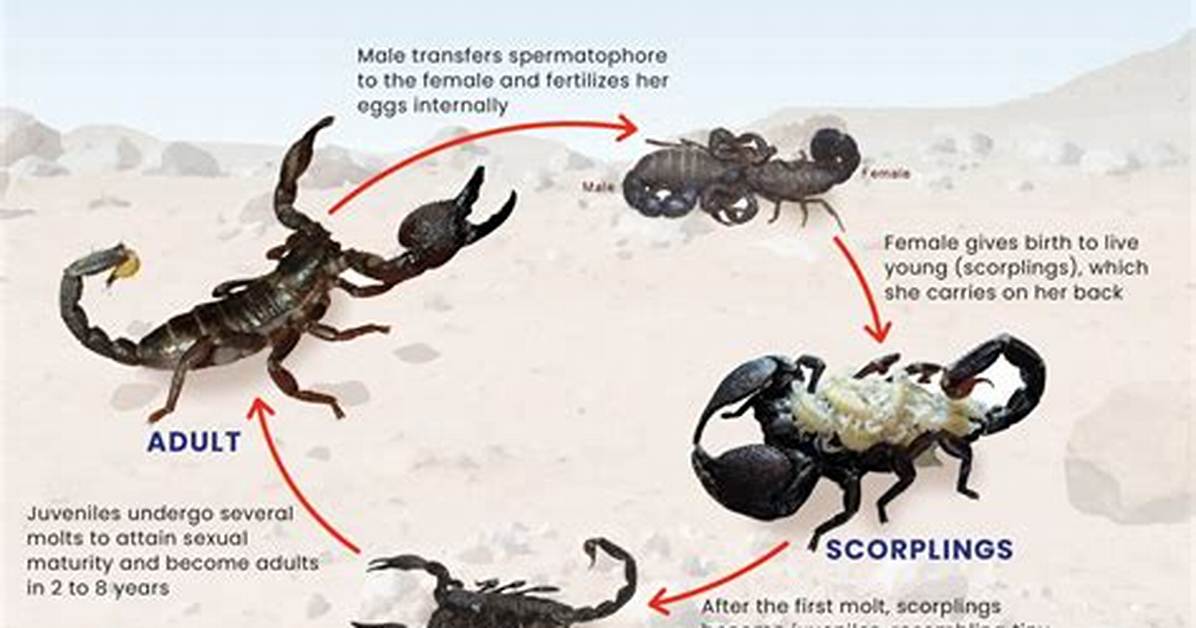 Evolution of the Scorpion Diet How