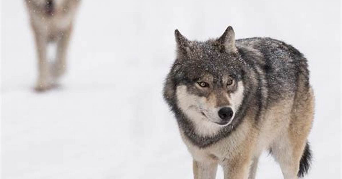 Fact Check Are Hybrid Wolves Really Roaming Newfoundland What The