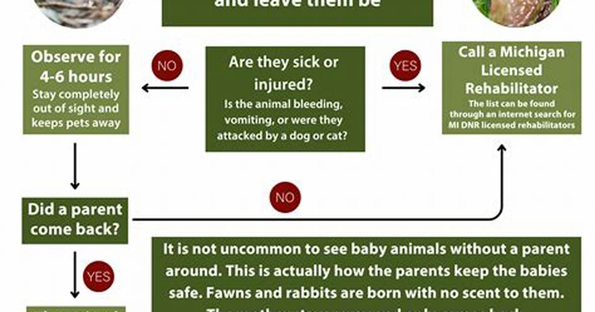 Fact Check Do Wild Animals Actually Masturbate or Is It