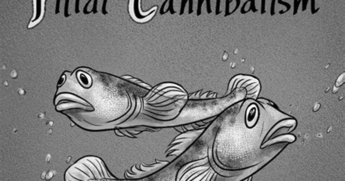 Fact Checking Filial Cannibalism Why Science Says Clownfish Eat Damaged Eggs to Save The