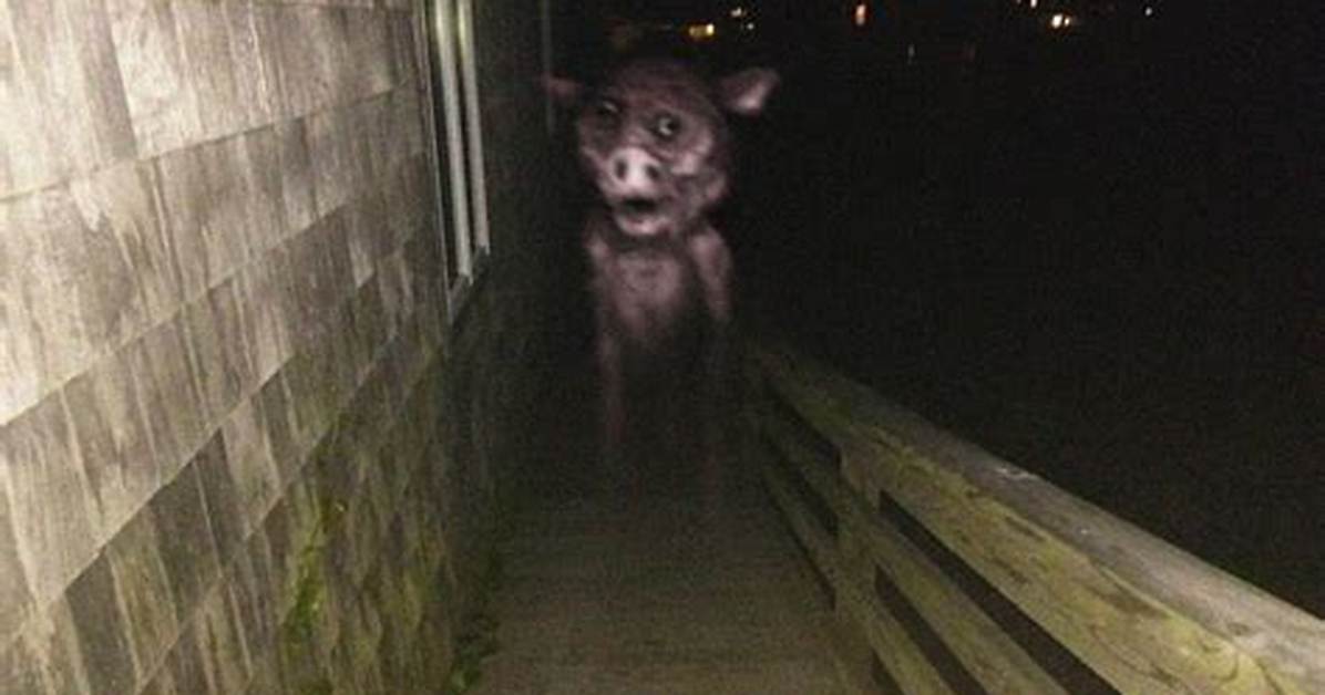 Fact Checking Ghost Pig Trevor Henderson Canon or Viral