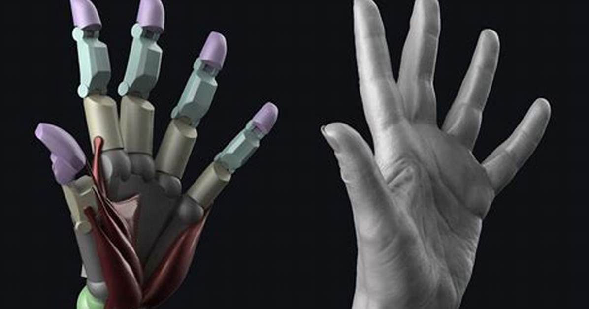 Fact Checking Hand Anatomy Are There Really 27 Bones in Every