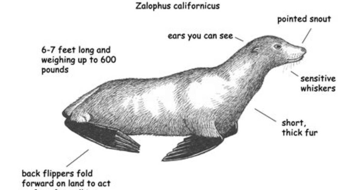 Fact Checking Sea Lion Anatomy Tail Myths Rear Flippers And