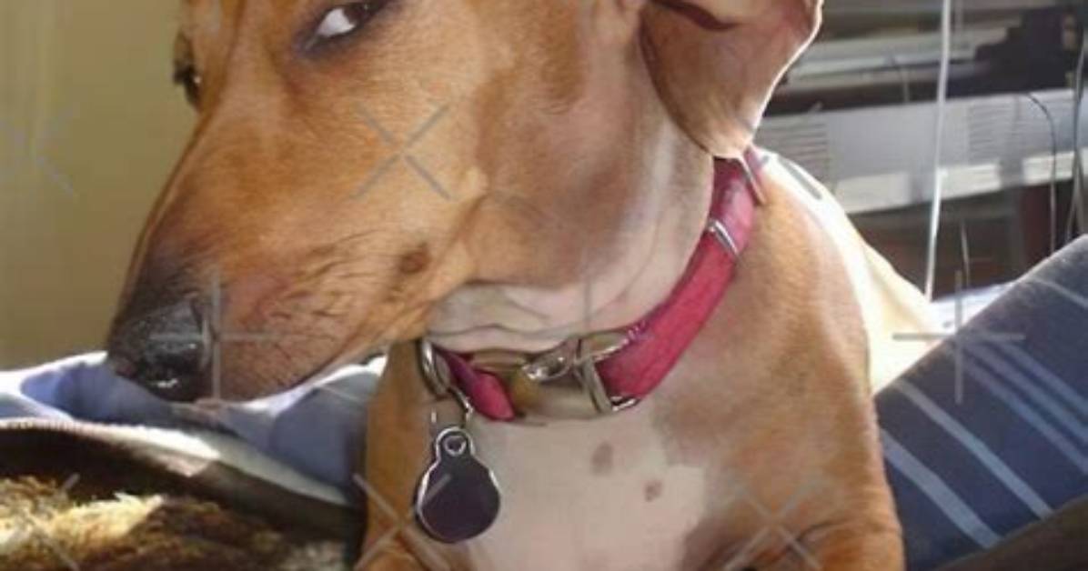 Fact Checking the Sus Dog Meme Breed Origin Rumors And