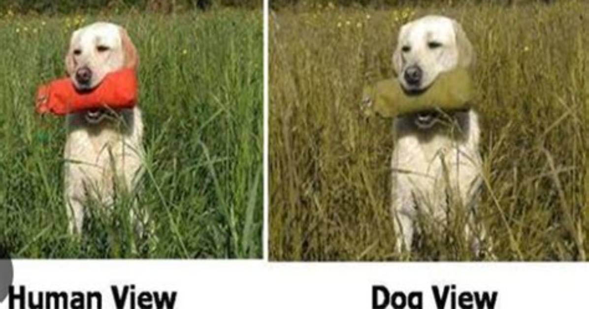 Fact Checking the Viral Dog Vision Filter Myth Vs