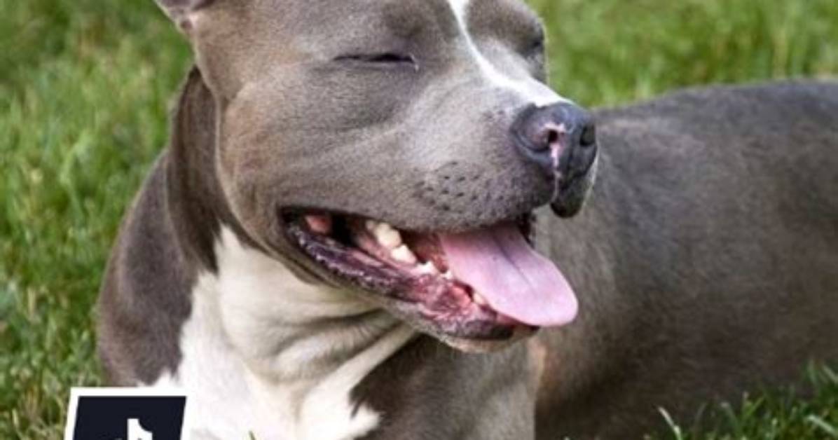 Fact Checking Tiktok S Pit Bull Terrier Trends Harmless Meme or Pet