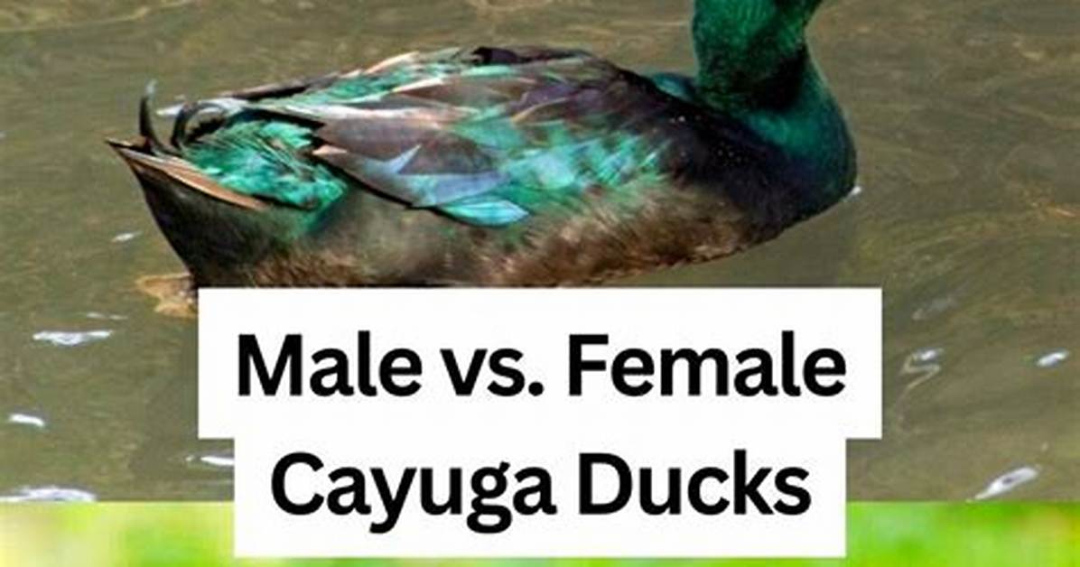 Female vs Male Cayuga Duck the Definitive Visual And