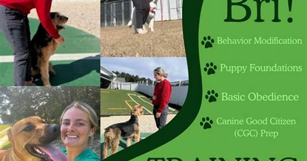 Five Points Pet Resort Safety Standards What Every Dog Owner Must Verify