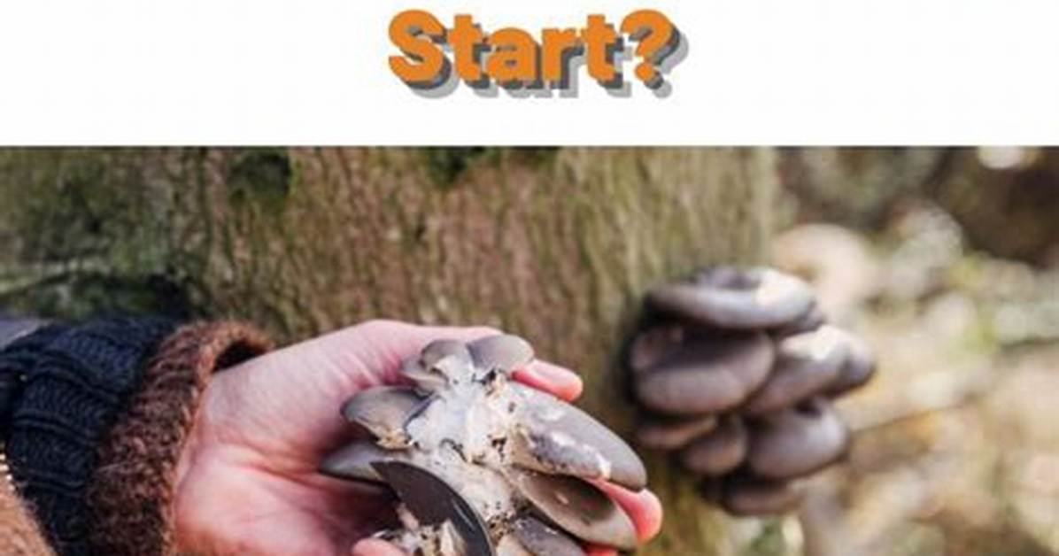 Foraging Season Alert How To