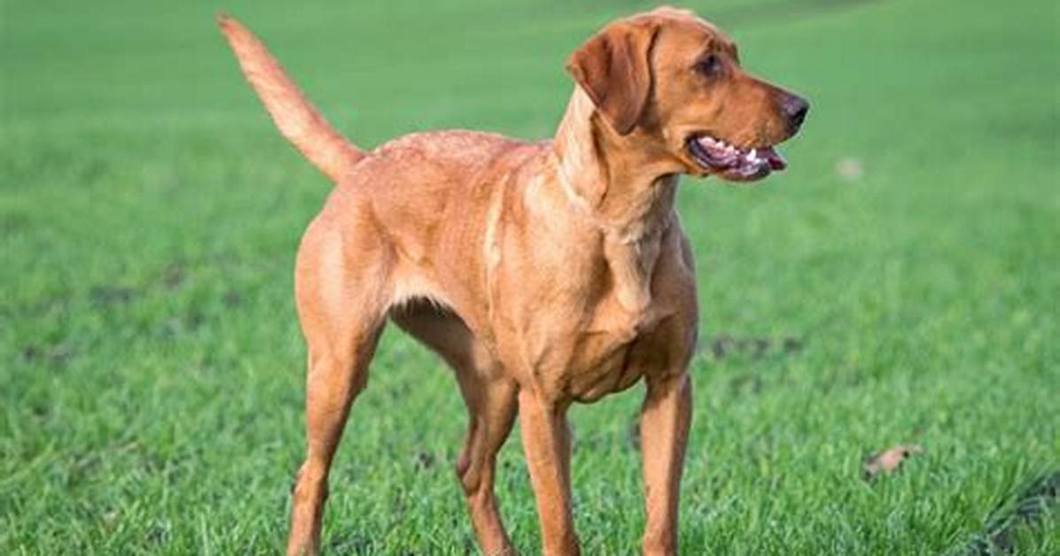 Fox Red Labrador Retriever Guide Cost Temperament Care And