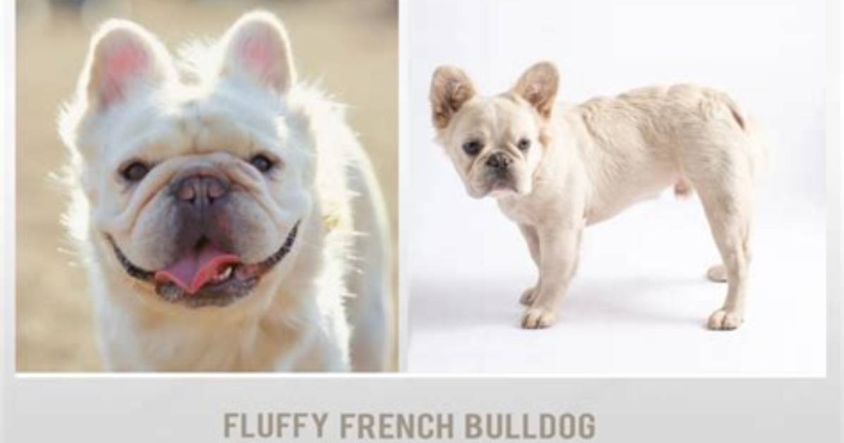 French Bulldog Popularity Peaks as Fluffy Varieties Dominate