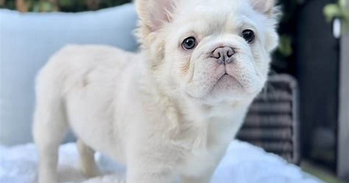 French Bulldog Popularity Peaks as Fluffy