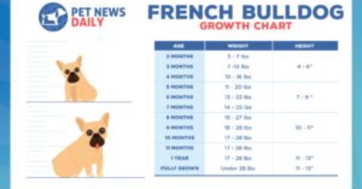 French Bulldog Popularity Peaks As