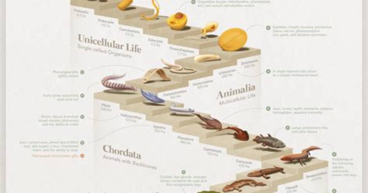 From 2010 to Today the Complete Evolution and Comeback of The