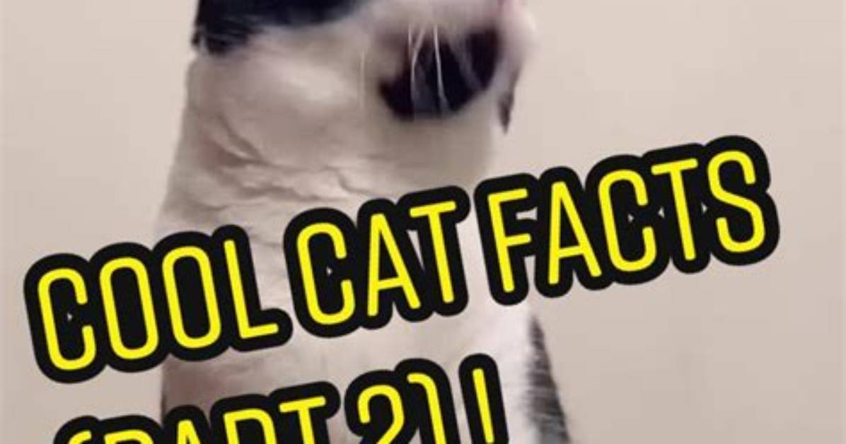 From Cat Facts to Tiktok the Complete Evolution of the Text