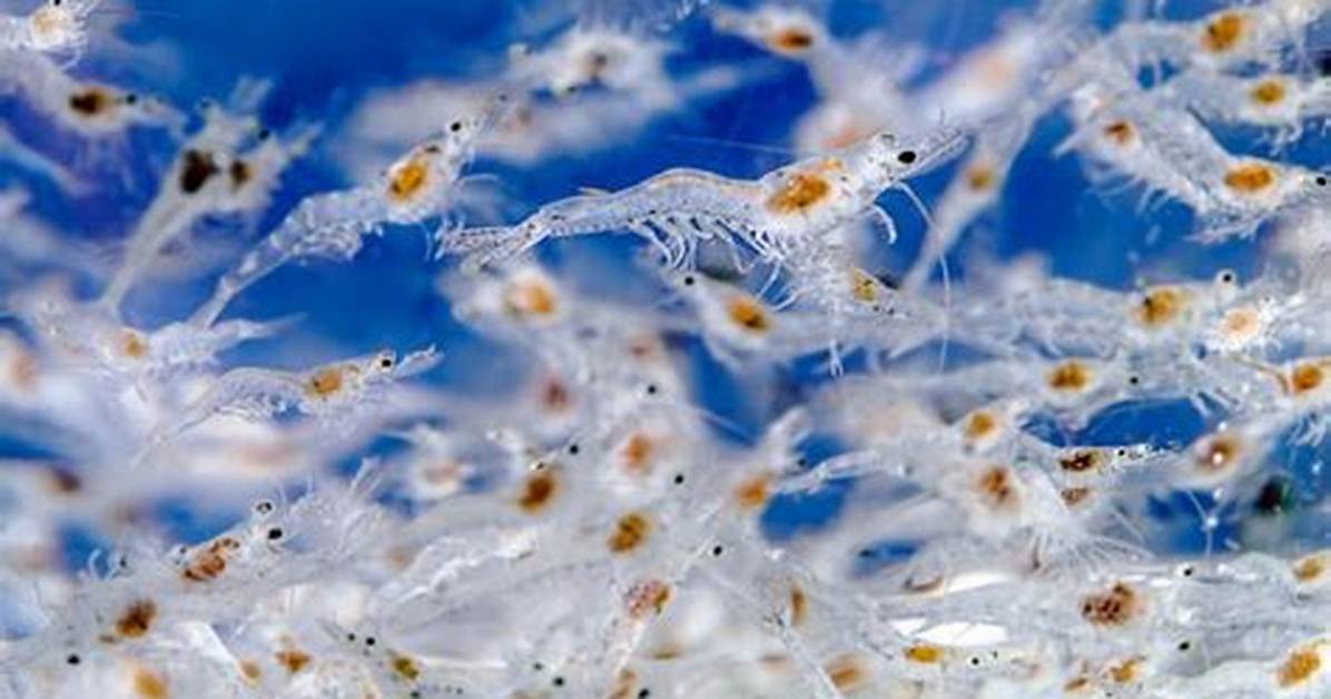 From Larvae to Lethal How Young Shrimp Master Bullet Fast Strikes So