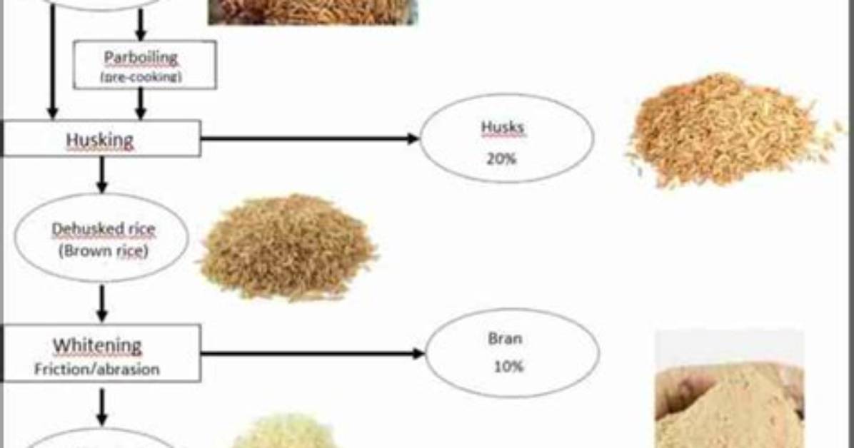 From Paddy to Plate How High Quality Italian Rice Is Cultivated And