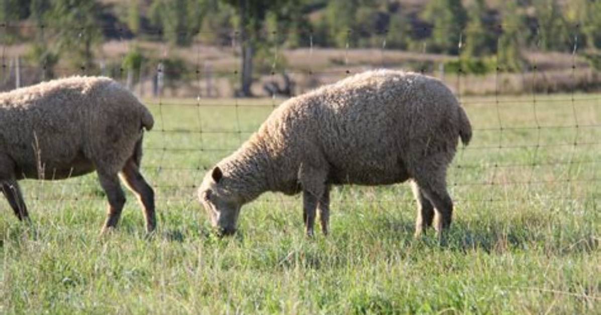 From Pastures to Campuses How Sheep Became Modern Stress