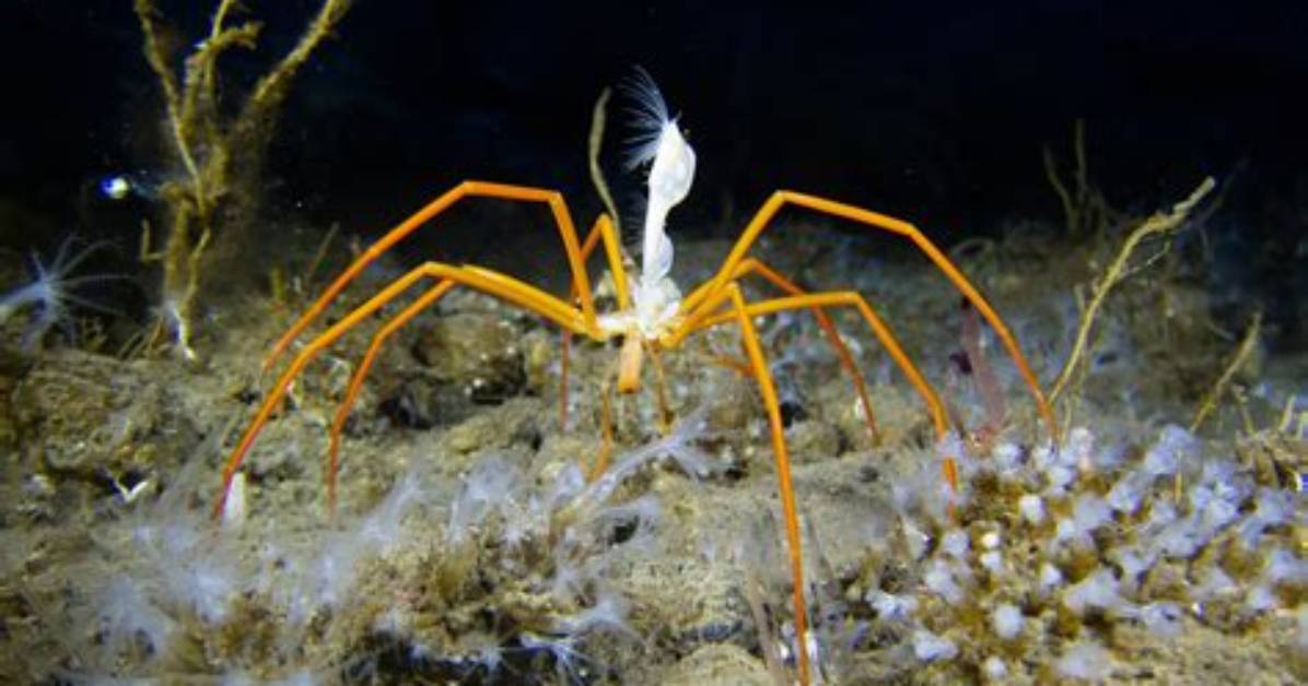 From Red Eyed Sea Spiders to Human Fears What Spider Eye