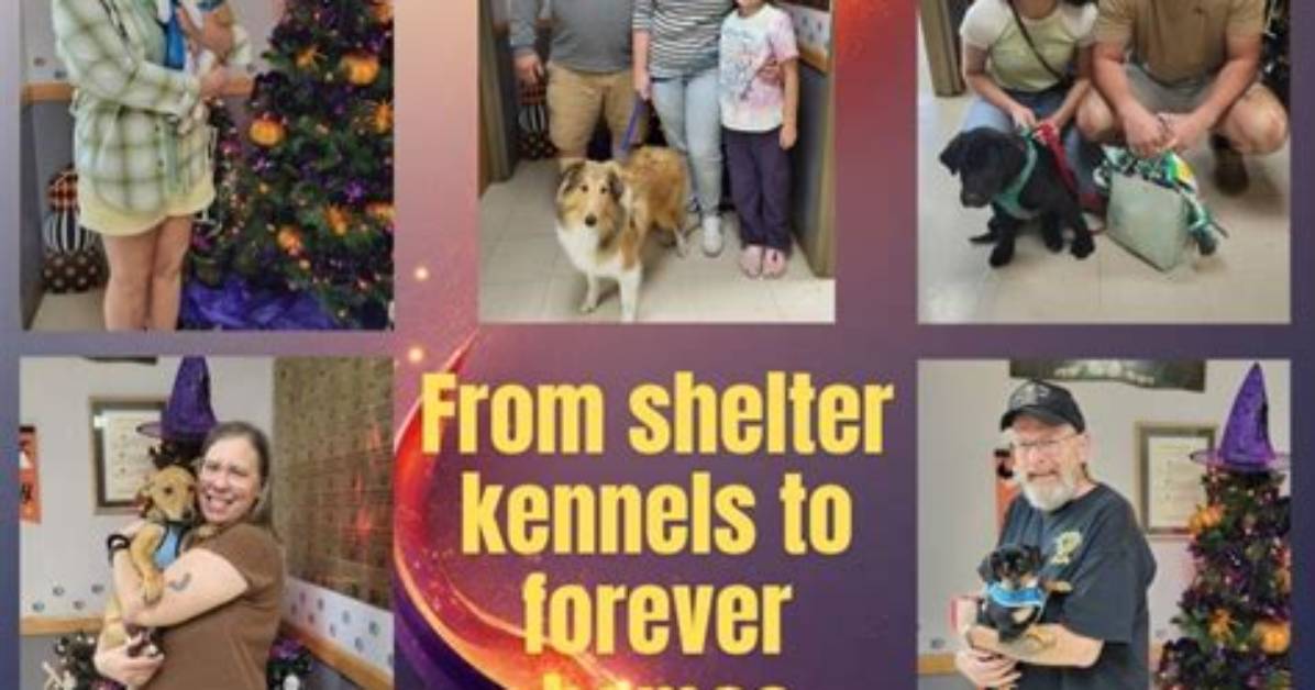 From Shelter Kennels to Loving Homes the Rise of Large Working Dog