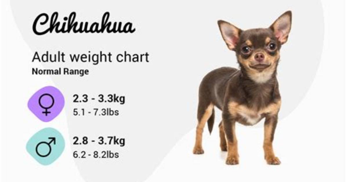 Full Grown Teacup Chihuahua Reality Check Weight Height and Adult