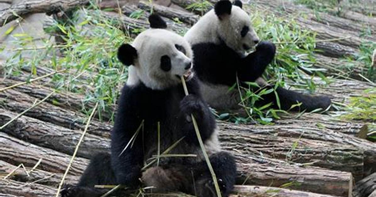 Genjibuhausu Chu Huinetabare Yuan Yinha Zi Fenniaru Menbano Qiaoga Poreta Shun Jianwo Che Di Jie