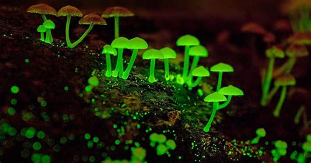 Glowing Mysteries of the Congo Basin Why the Rainforest Floor Lights up At