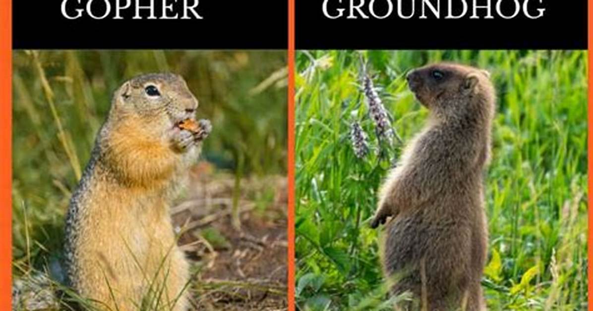 Groundhog vs Gopher How to Draw the Differences Correctly