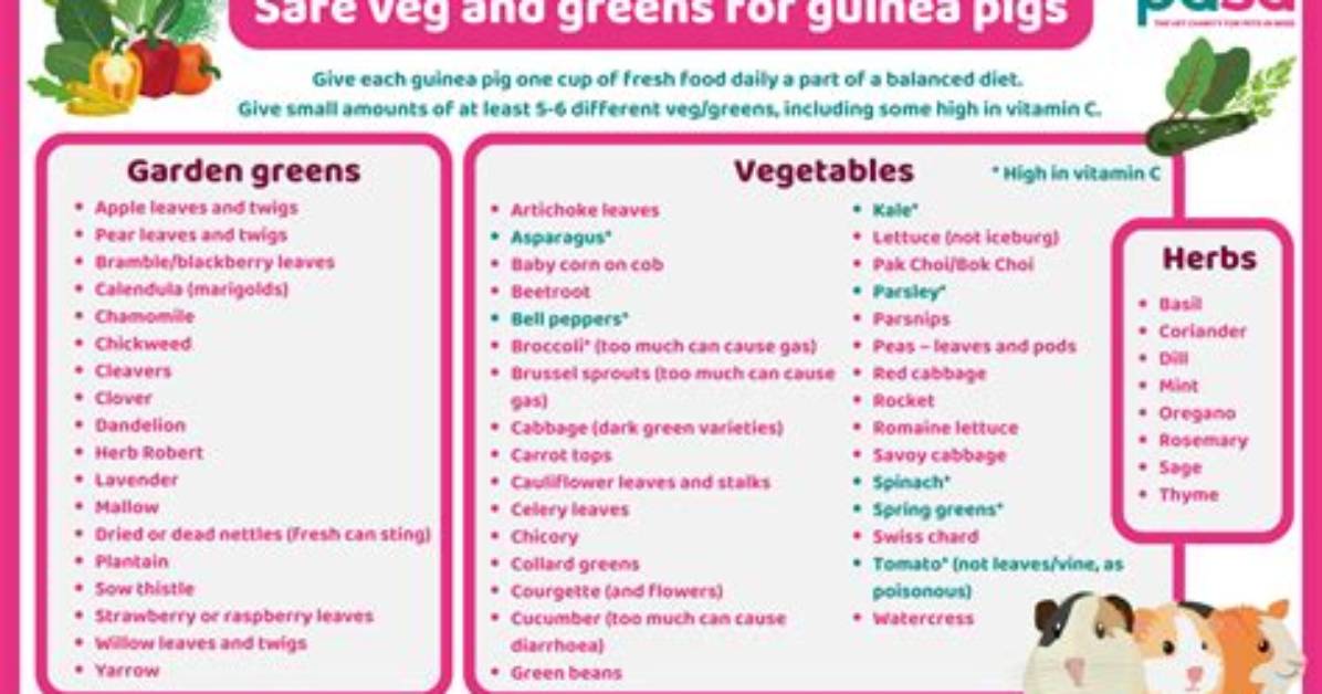 Guinea Pig Diet Update 2026 New Guidelines on Fruit And