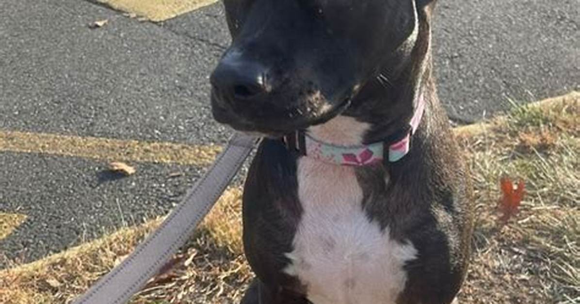 Heartbreaking Photos Reveal Nova the Pit Bull Confused and Back in Her