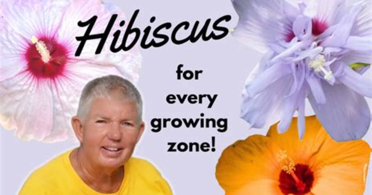 Hibiscus vs Hollyhock How Botanical Illustrators Tell These Similar