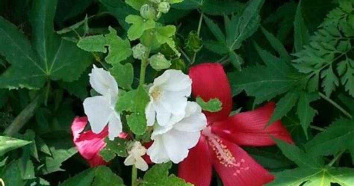 Hibiscus vs Hollyhock How