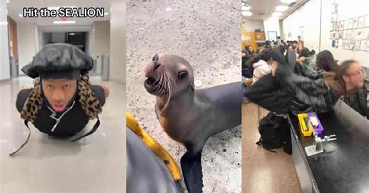 Hit the Sea Lion Explained Answers to the Meme the Music And