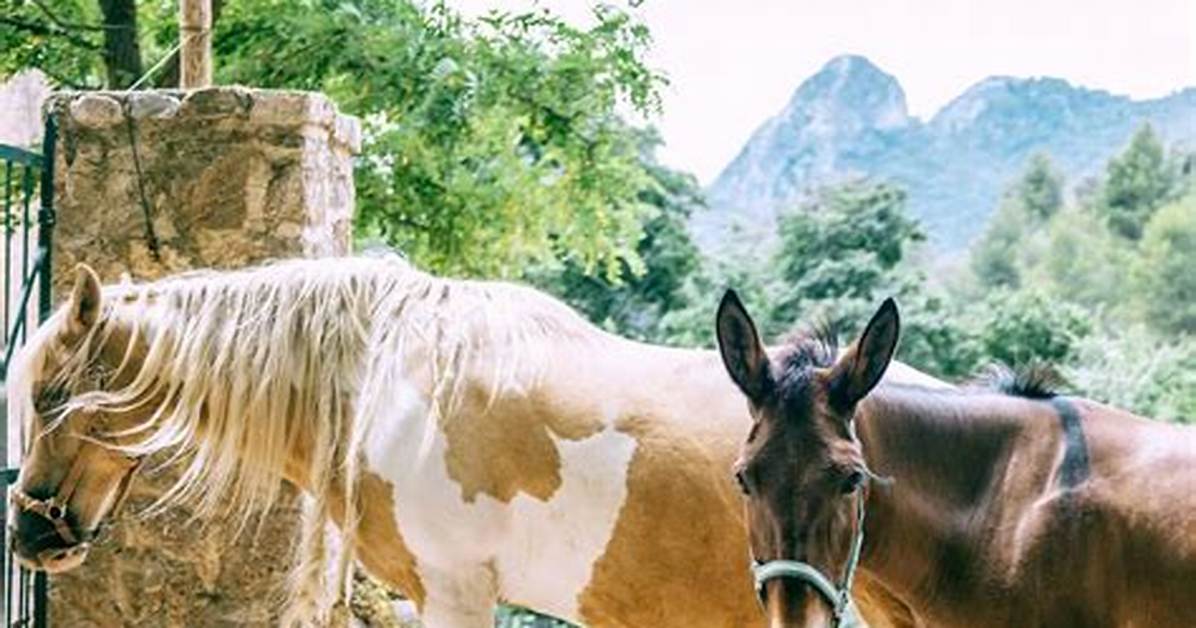Horse Breeding Myths vs Facts Inside Natural And