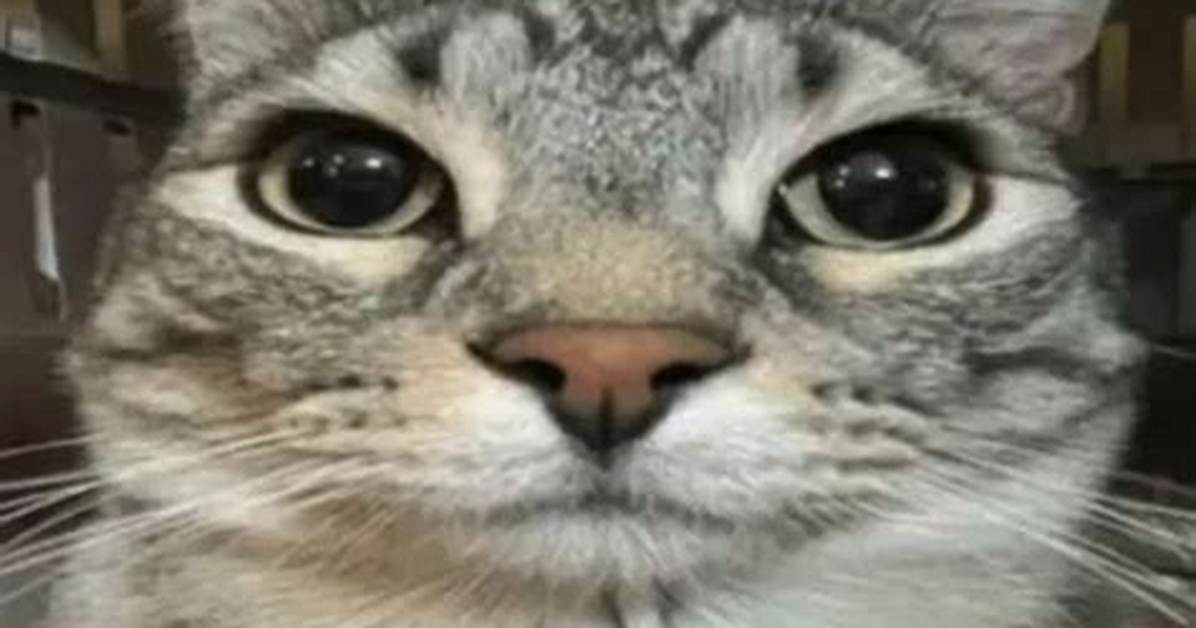 How Animal Reaction Memes Took over 2026: the Rise of the Stifled Laugh Pup