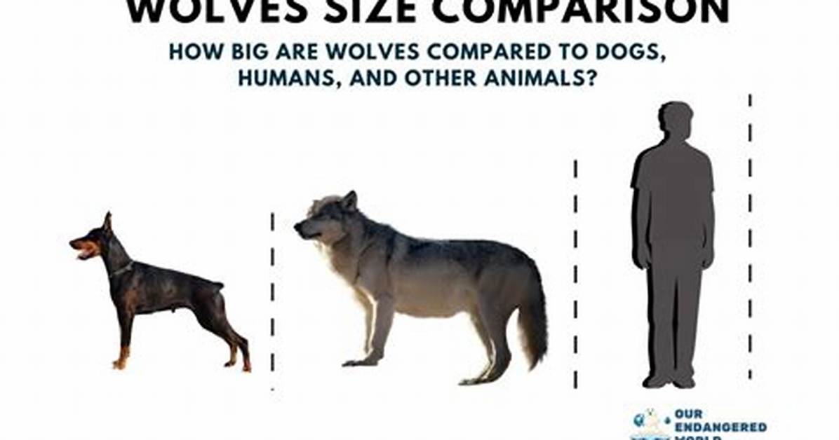 How Big Is a Wolf Dimensions Subspecies Differences And