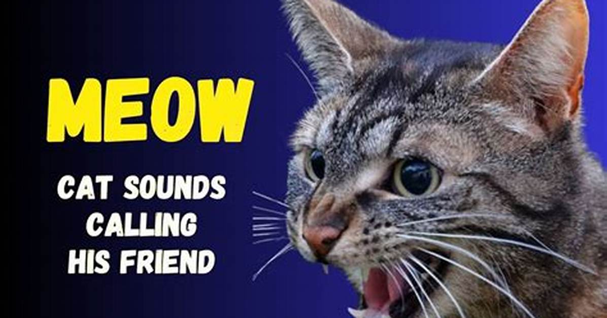 How Cat Calling Sounds Took over The
