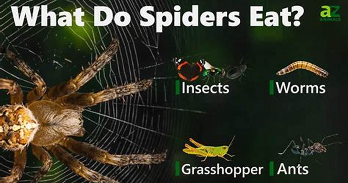 How Many Spiders Do You Eat in Your Sleep Everything You Need to Know To