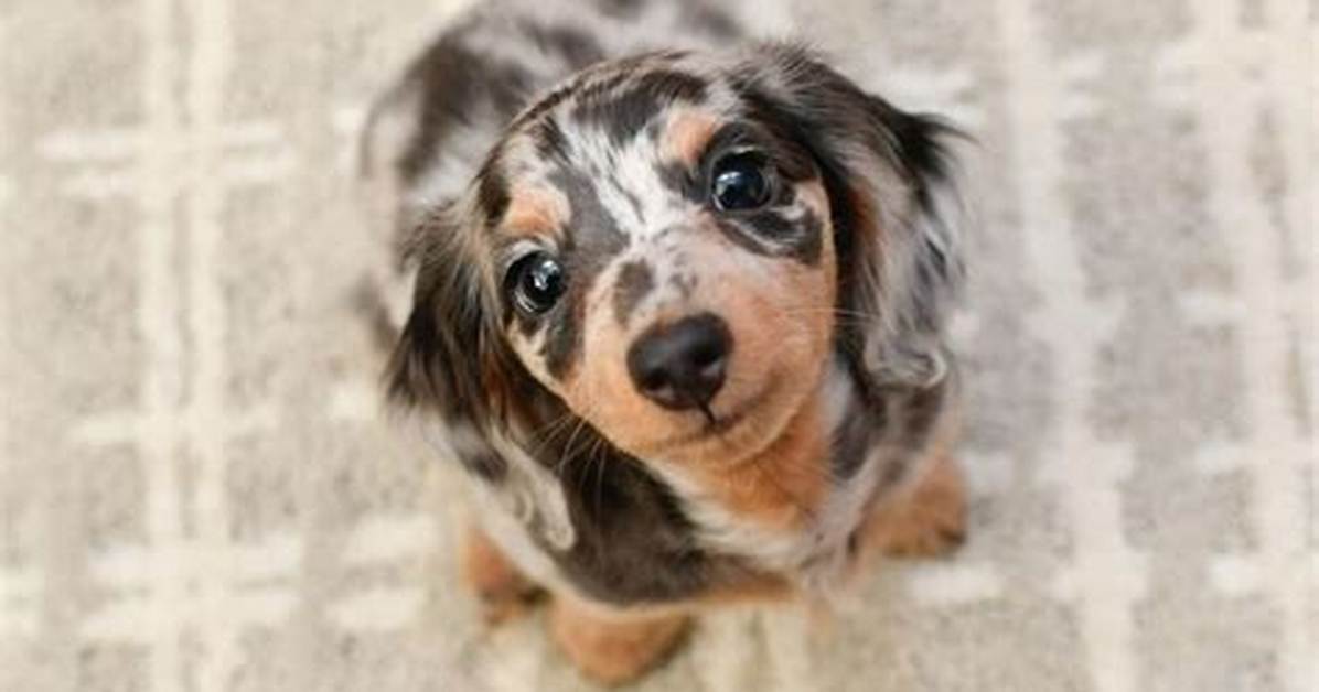 How Miniature Dapple Dachshunds Became 2026 S Top Trending Pet