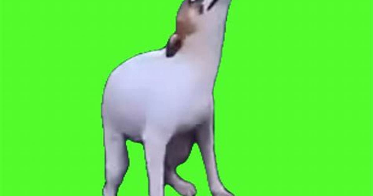 How the Dancing Dog Meme Took over Feeds a Complete Day by Day