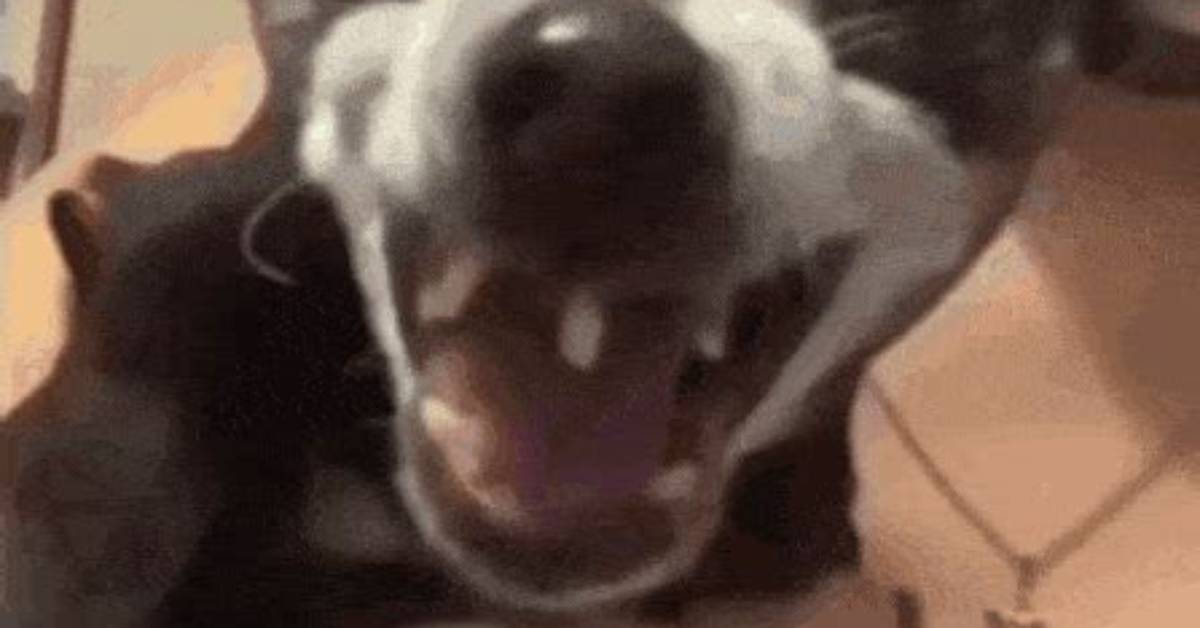How the Laughing Chihuahua Exploded Across Tiktok and Reddit A