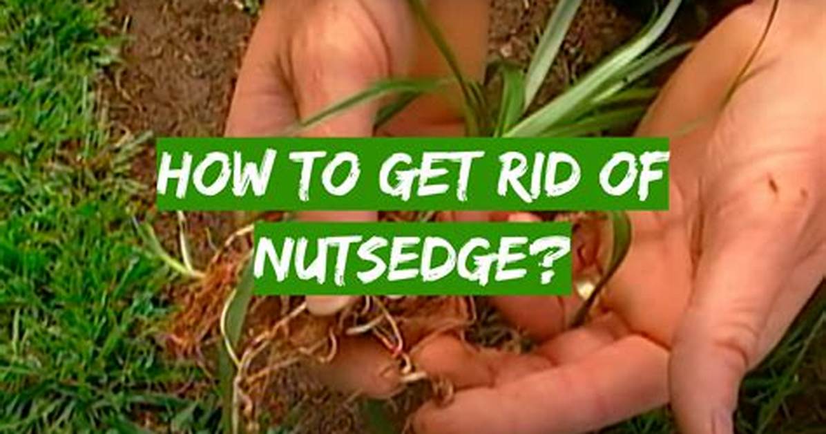 How to Get Rid of Dingleberries the Complete Hygiene And