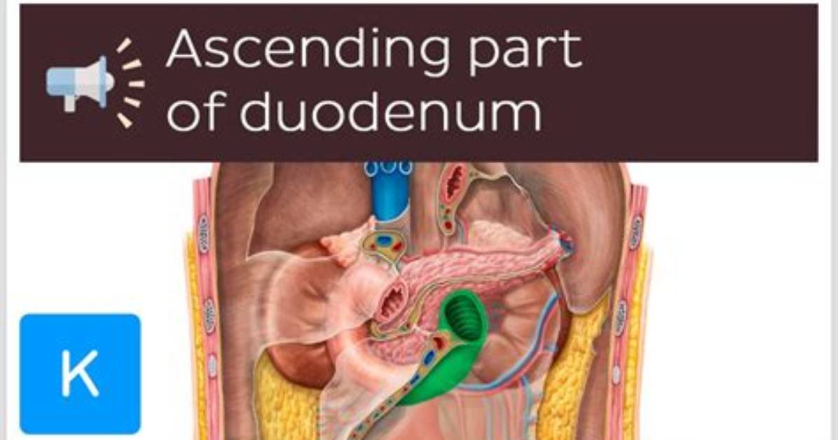 How to Pronounce Duodenum Correctly Syllable Guide Audio Tips And