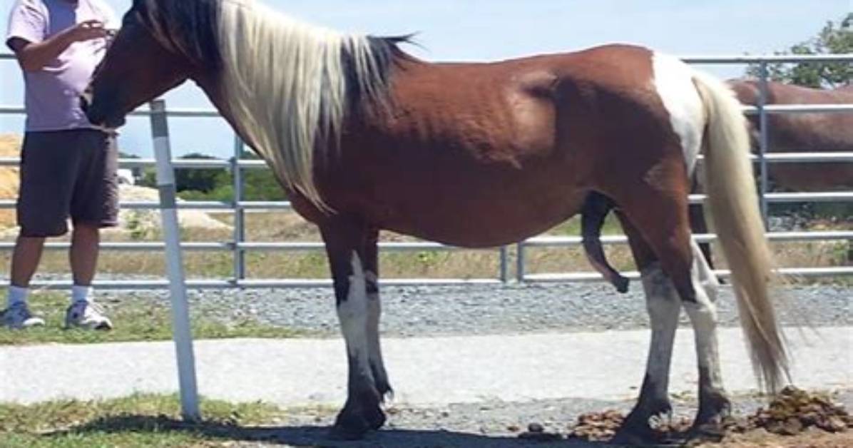 Hung Like a Horse Explained Definition Slang Origins and Why It S