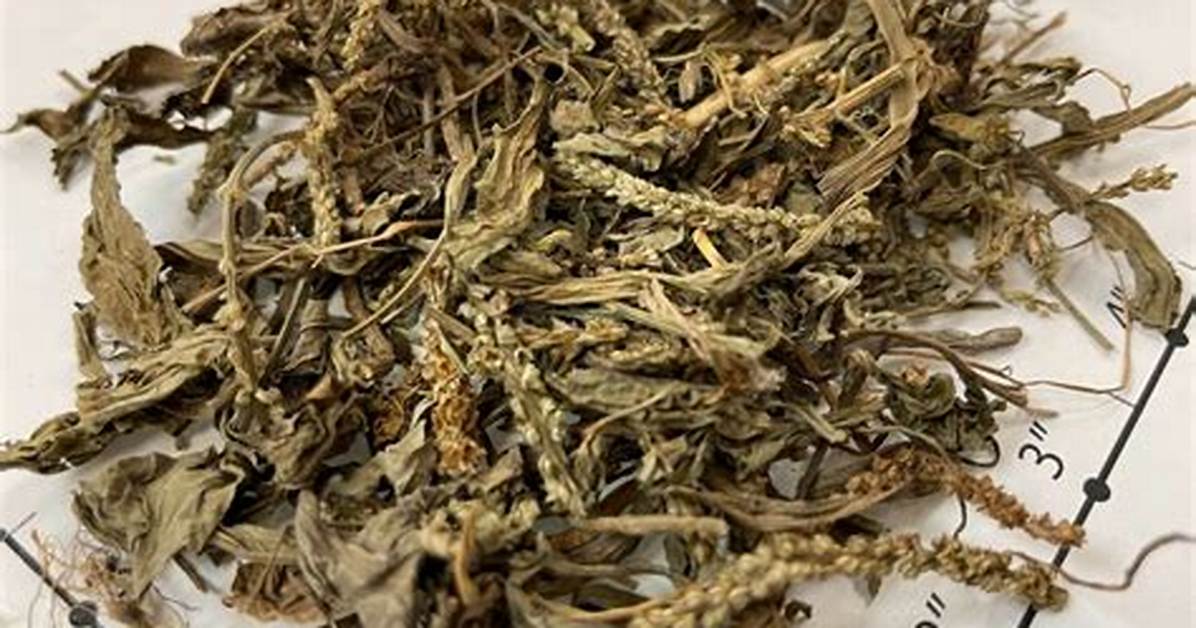 Ichihoteru Qian Cao Qiaono Li Shito Bumi Kai Yekaradogguhoteruheno Zhuan Huanwo Che Di Jie