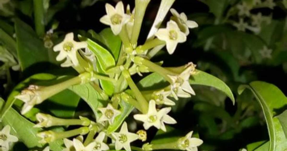 Identifying Huele De Noche Visual Features Flowering Habits And